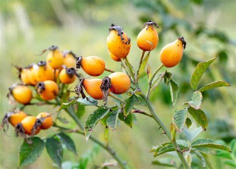 Frutti maturi su una pianta