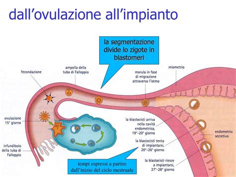 Diagramma dell'ovulazione e del percorso dell'ovulo