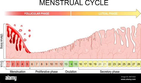 Illustrazione dell'utero durante le mestruazioni