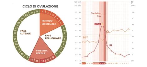 Grafico della finestra fertile e probabilità di concepimento