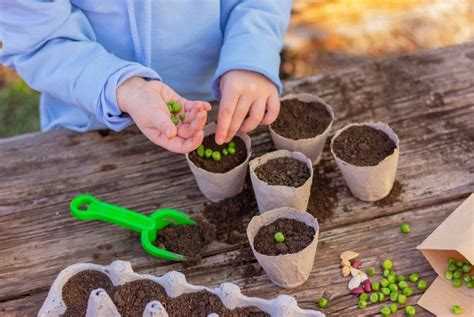 Bambini che seminano nell'orto didattico