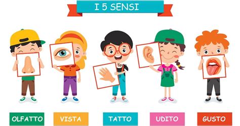Infografica sui 5 sensi e il loro sviluppo nei bambini