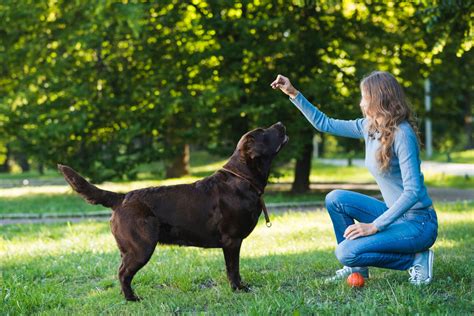 Illustrazione comparativa tra un cucciolo e un cane adulto che mostra le diverse dimensioni e stadi di crescita