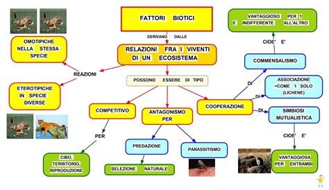 mappa concettuale dei fattori di scelta tra passeggino e pedana