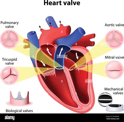 Diagramma della funzione cardiaca e respiratoria in gravidanza