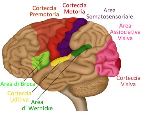 Cervello di bambino con aree attive durante l'ascolto di musica e rime