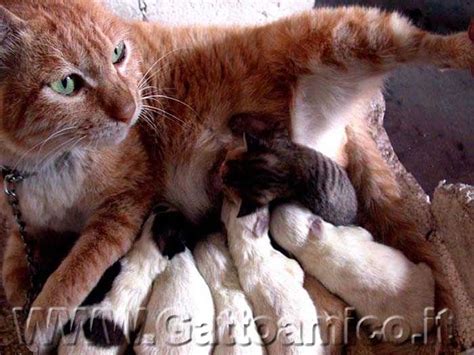 Gattini che allattano