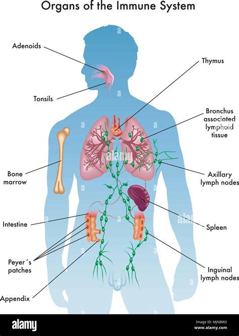 Grafico sistema immunitario neonato