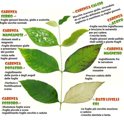 sintomi di carenza nutrizionale sulle foglie di olivo