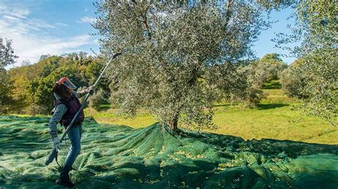 raccolta delle olive con reti e agevolatori meccanici