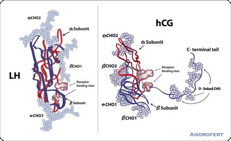 HCG molecule structure