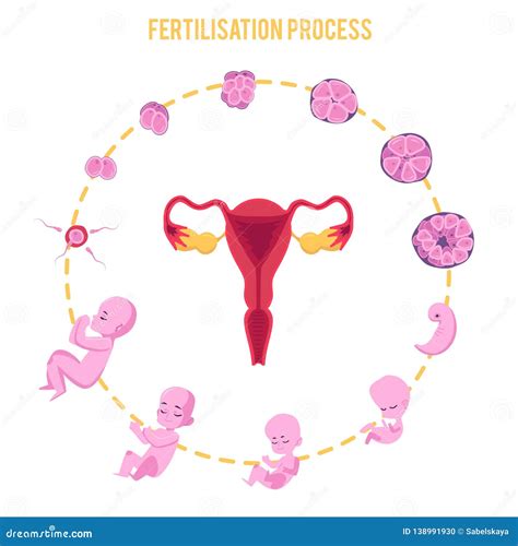 Illustrazione del processo di impianto dell'embrione nell'utero