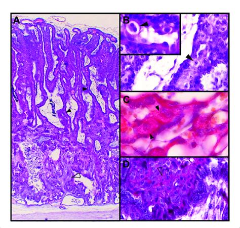 Placenta felina