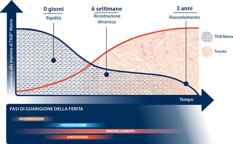 infografica sulle tre fasi della guarigione dei tessuti