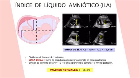 Misurazione AFI e TMV del liquido amniotico
