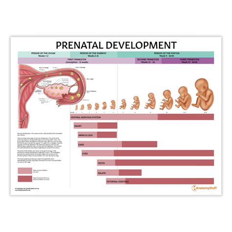 Infographic showing the stages of prenatal development