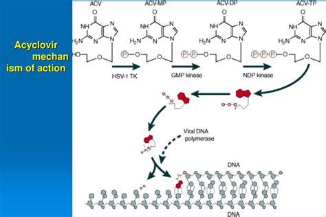 schema meccanismo azione aciclovir