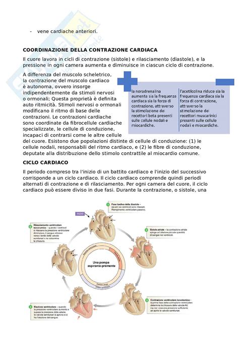 Illustrazione anatomica di un selace con enfasi sul sistema cardiovascolare