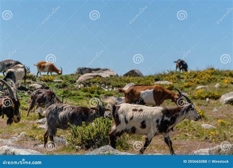 Capre che pascolano in un ambiente naturale e biologico