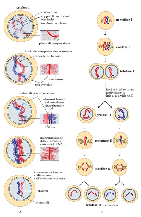 schema del processo di divisione meiotica e possibili errori di segregazione cromosomica