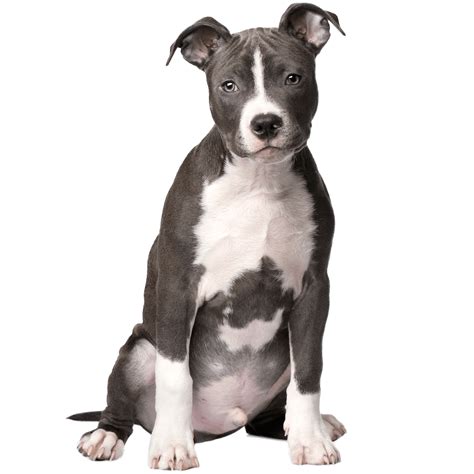 Cucciolo di Amstaff neonato che beve dal colostro materno