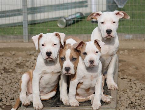 Cuccioli di Amstaff che mangiano da una ciotola durante lo svezzamento