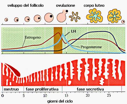 Rappresentazione delle gonadotropine e del loro bersaglio ovarico