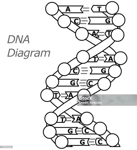 Diagramma della struttura del DNA