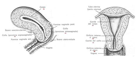 Struttura dell'utero e dell'endometrio