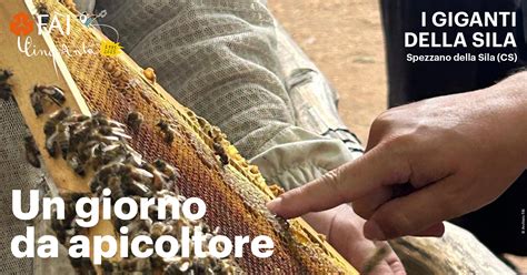 Un apicoltore esamina un telaio di api con una regina segnata