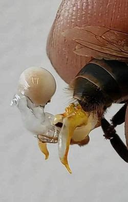 Un microscopio e strumenti per l'inseminazione strumentale delle api