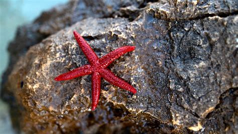 esemplare di stella marina su un fondale roccioso