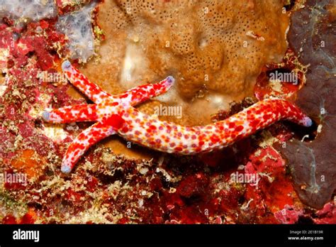 processo di rigenerazione di un braccio di una stella marina