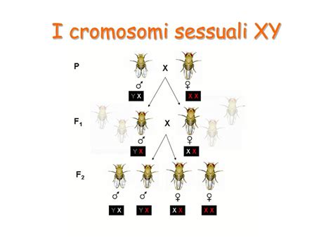 diagramma cromosomi sessuali XX XY