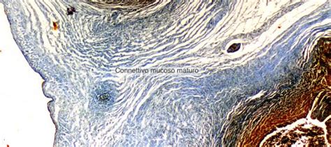 Micrografia ottica del tessuto connettivo mucoso maturo colorato con metodica di Mallory