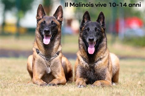 Pastore Belga Malinois in azione