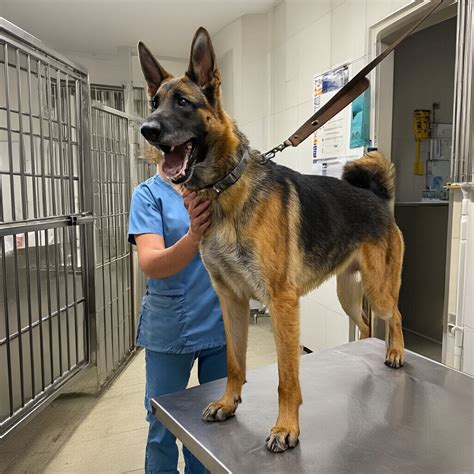 Controllo veterinario di un Pastore Belga Malinois