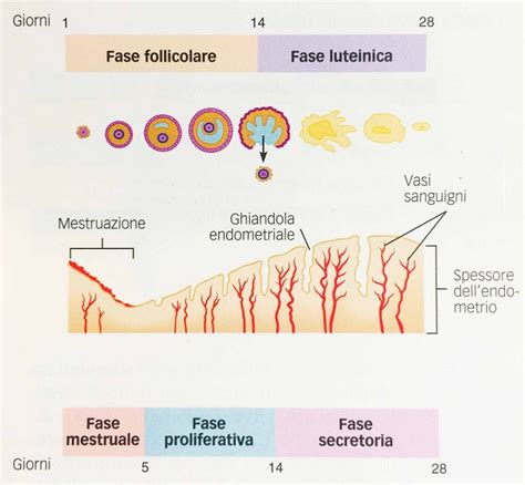 Diagramma della struttura dell'endometrio e delle sue fasi