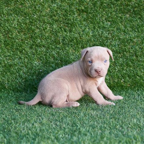 cucciolo di pitbull accanto alla madre