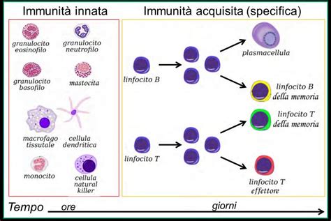 infografica sul funzionamento dei vaccini batterici e la risposta immunitaria del corpo umano