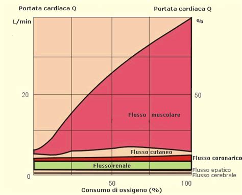 diagramma che illustra l'aumento della volemia e della gittata cardiaca durante i trimestri di gravidanza