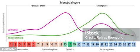 Grafico semplificato dei livelli ormonali nel primo trimestre