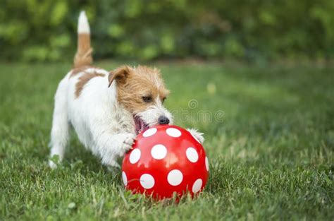 cane che gioca in una piazza soleggiata
