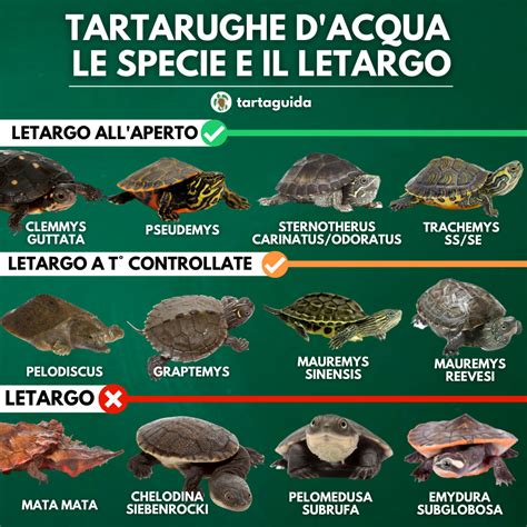 Corteggiamento di tartarughe acquatiche