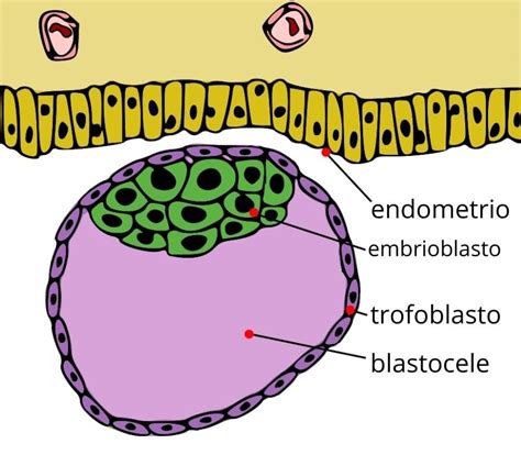 Cellule del trofoblasto