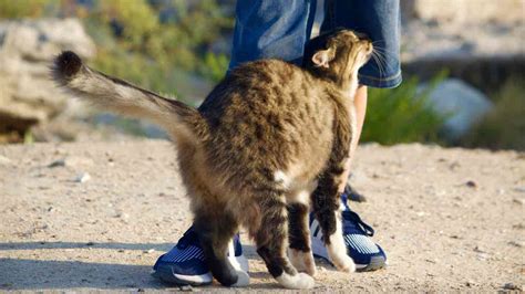 Gatto in calore che si struscia