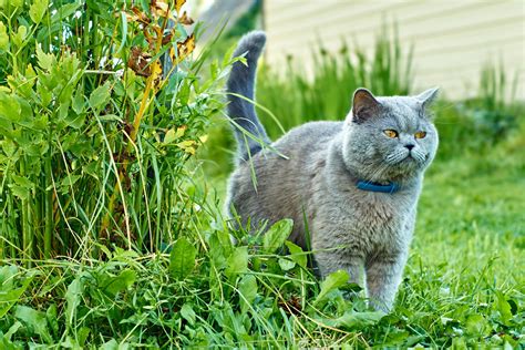 Gatto maschio che marca il territorio