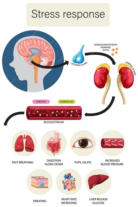 Diagramma anatomico infantile con focus sulla pelle delicata