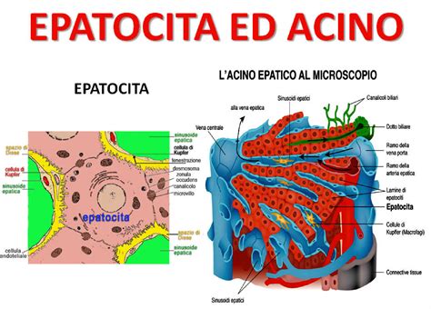 Microscopio che osserva cellule epatiche