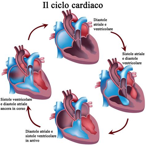 Grafico delle fasi del ciclo cardiaco e della pressione sanguigna